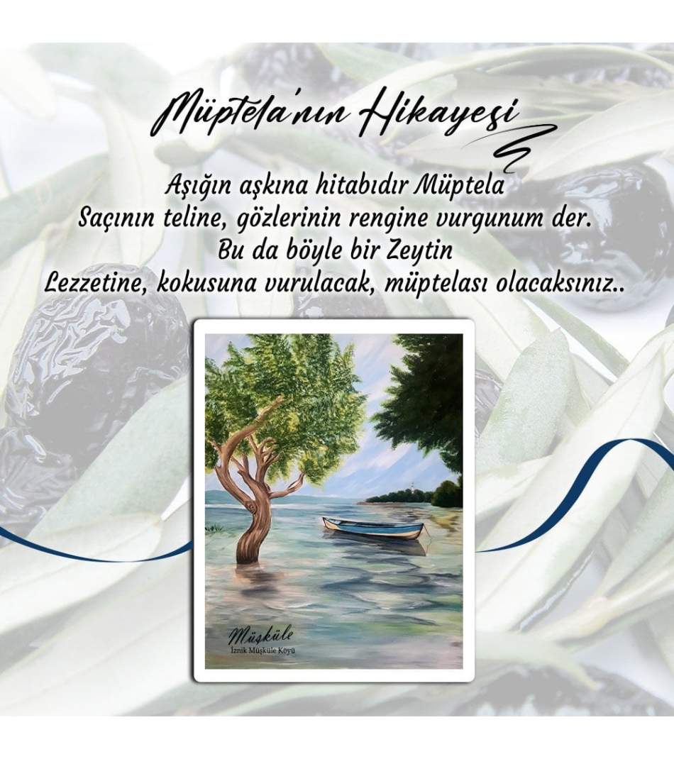 Siyah Zeytin M Ptela Gemlik Zeytini Sele Zeytin Kg Siyah